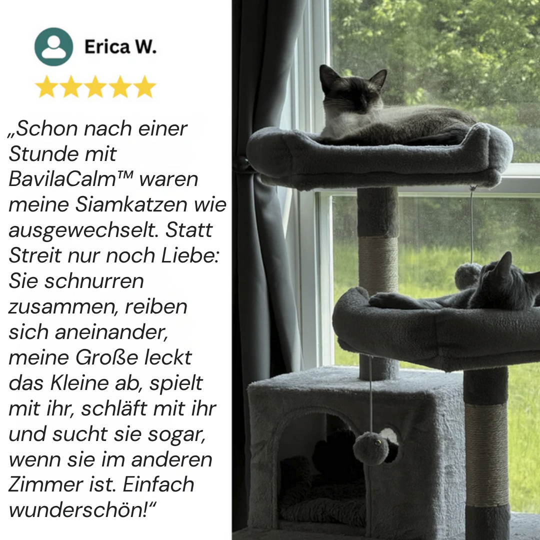 Geben Sie Ihrer Katze endlich die Ruhe und Sicherheit, die sie verdient mit BavilaCalm™