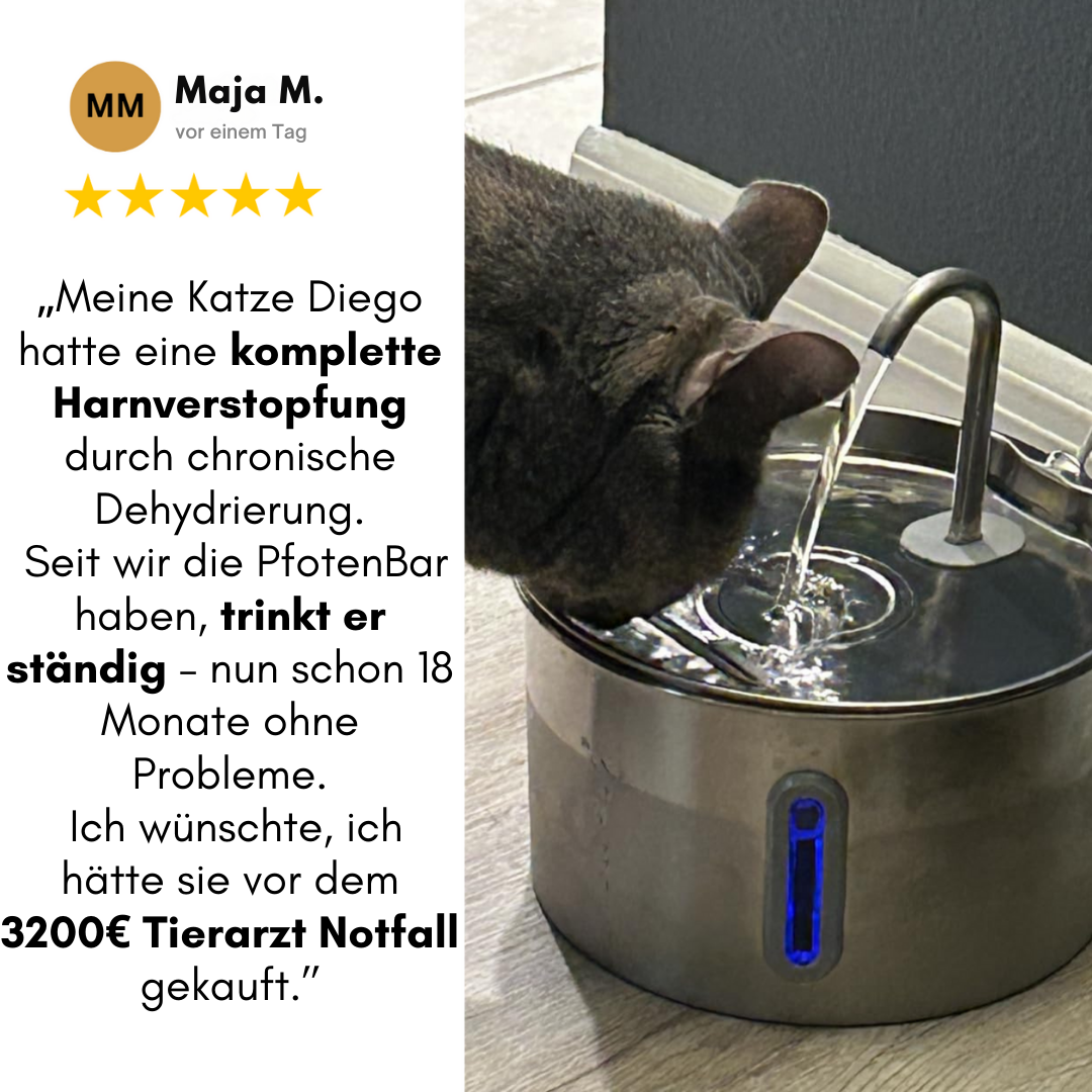 Schütze deine Katze vor Dehydrierung und Harnwegsproblemen mit der PfotenBar