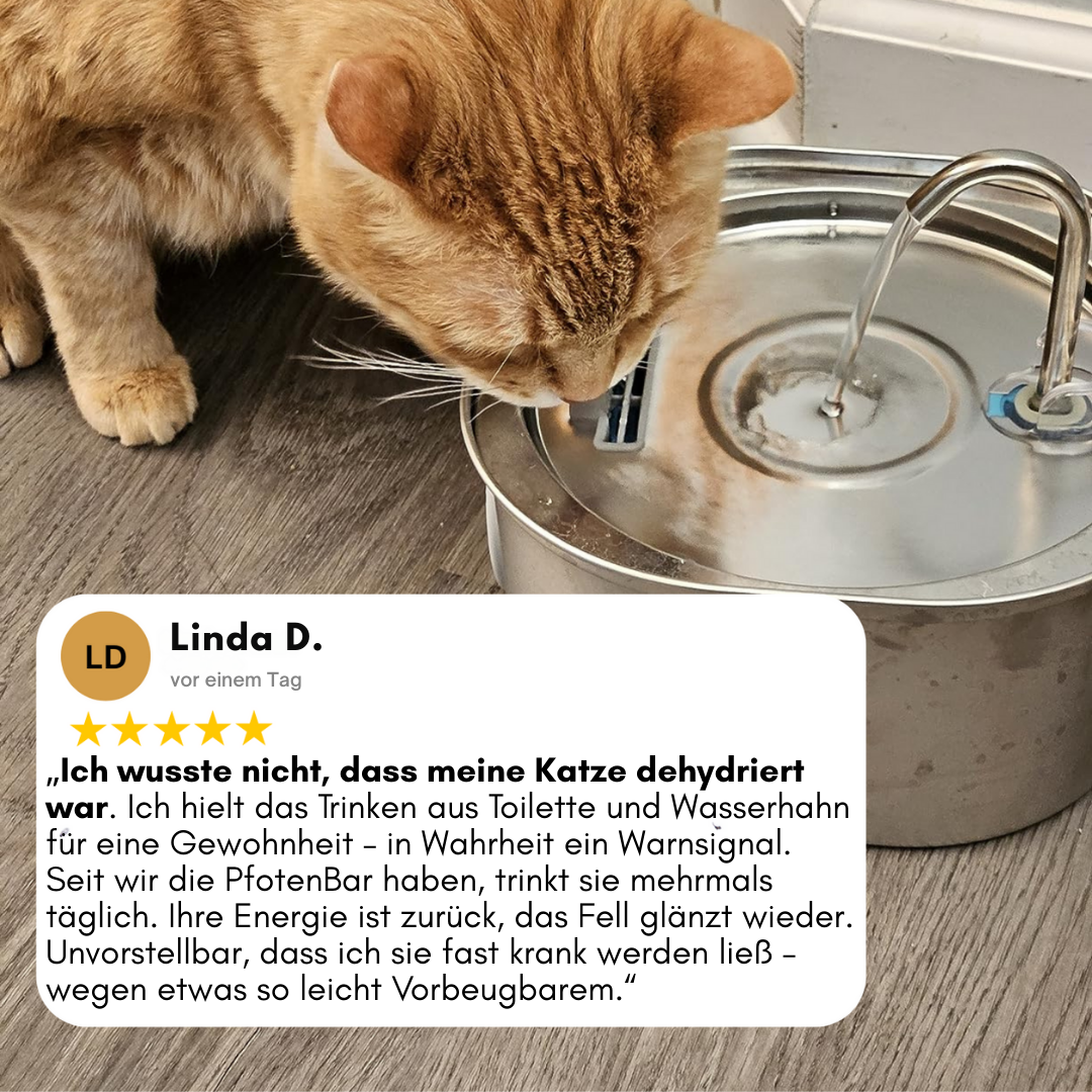 Schütze deine Katze vor Dehydrierung und Harnwegsproblemen mit der PfotenBar