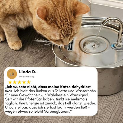 Schütze deine Katze vor Dehydrierung und Harnwegsproblemen mit der PfotenBar