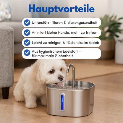 Schütze deinen Hund vor Dehydrierung und Harnwegsproblemen mit der PfotenBar